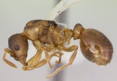 Myrmica quebecensis specimen, side view North America,Hymenoptera,Terrestrial,Omnivorous,IUCN Red List,Insecta,Vulnerable,Arthropoda,Myrmica,Animalia,Formicidae