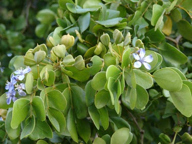 Commoner lignum vitae, showing leaves, flowers and fruits Fruits or berries,Flower,Leaves,Mature form,Guaiacum,Tracheophyta,Plantae,Terrestrial,Magnoliopsida,Sapindales,Zygophyllaceae,North America,Temperate,Photosynthetic,officinale,South America,Endangered