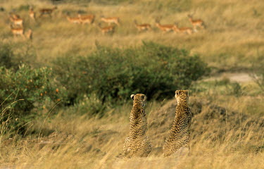 Cheetahs (Acinonyx jubatus) watching impala prey (Aepyceros melampus), Masai Mara National Reserve, Kenya Date Chordates,Chordata,Even-toed Ungulates,Artiodactyla,Bovidae,Bison, Cattle, Sheep, Goats, Antelopes,Mammalia,Mammals,Aepyceros,Animalia,Africa,Terrestrial,Vulnerable,Savannah,Cetartiodactyla,Least Conc