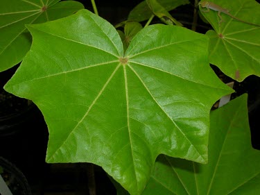 Close up of a Molokai koki'o leaf Leaves,Mature form,North America,Forest,Magnoliopsida,Malvaceae,Extinct in the Wild,Kokia,Plantae,Terrestrial,Malvales,Tracheophyta,Photosynthetic,cookei,IUCN Red List