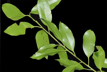 Ilex rarasanensis leaves, underside Leaves,Aquifoliaceae,Terrestrial,Photosynthetic,Plantae,Celastrales,Ilex,IUCN Red List,Temperate,Magnoliopsida,Endangered,Tracheophyta,Asia,Forest