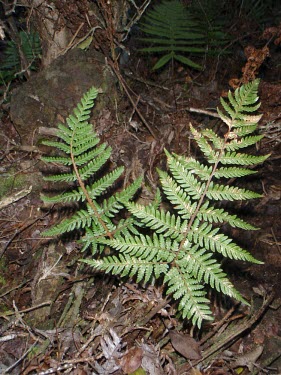 Pauoa fronds, the sporophyte stage of the fern life cycle Leaves,Ctenitis,Photosynthetic,Plantae,Polypodiopsida,Blechnales,North America,Rainforest,Polypodiophyta,Forest,Dryopteridaceae,Terrestrial,IUCN Red List,Critically Endangered