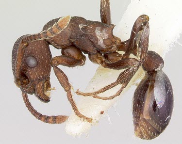 Myrmica colax specimen, side view Animalia,Vulnerable,IUCN Red List,Terrestrial,North America,Insecta,Omnivorous,Myrmica,Carnivorous,Formicidae,Hymenoptera,Arthropoda