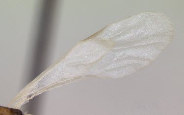 Myrmica quebecensis specimen, close-up of wing North America,Hymenoptera,Terrestrial,Omnivorous,IUCN Red List,Insecta,Vulnerable,Arthropoda,Myrmica,Animalia,Formicidae