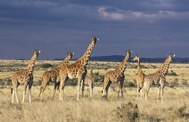 Herd of reticulated giraffe Habitat,How does it live ?,Species in habitat shot,Social behaviour,Giraffidae,Chordata,Terrestrial,Africa,Cetartiodactyla,Savannah,Herbivorous,Endangered,camelopardalis,Animalia,Giraffa,Mammalia,Leas