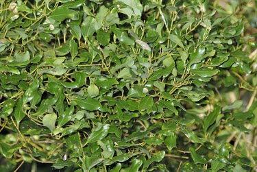 Cinnamomum reticulatum leaves Leaves,Photosynthetic,Laurales,Vulnerable,Lauraceae,Tropical,Magnoliopsida,Forest,Terrestrial,IUCN Red List,Cinnamomum,Tracheophyta,Plantae,Asia