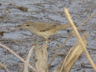 Great reed-warbler Adult,Aves,Birds,Old World Warblers, Gnatcatchers,Sylviidae,Chordates,Chordata,Perching Birds,Passeriformes,Terrestrial,Animalia,Asia,Least Concern,Wetlands,Africa,Ponds and lakes,Acrocephalus,Carnivo