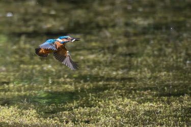 Common kingfisher in flight with fish Aves,Birds,Chordates,Chordata,Coraciiformes,Rollers Kingfishers and Allies,Alcedinidae,Kingfishers,Wetlands,Streams and rivers,Flying,Carnivorous,Africa,Asia,Ponds and lakes,Salt marsh,Animalia,Europe