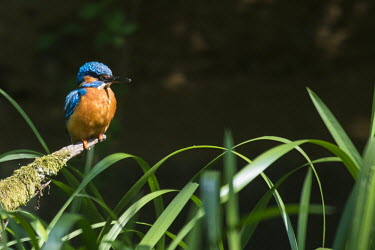 Common kingfisher perched over reeds Aves,Birds,Chordates,Chordata,Coraciiformes,Rollers Kingfishers and Allies,Alcedinidae,Kingfishers,Wetlands,Streams and rivers,Flying,Carnivorous,Africa,Asia,Ponds and lakes,Salt marsh,Animalia,Europe