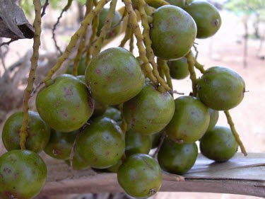 Pritchardia glabrata, close-up of fruit Fruits or berries,Photosynthetic,Tracheophyta,Terrestrial,Palmae,Arecales,glabrata,Plantae,Liliopsida,IUCN Red List,Pritchardia,Pacific,Endangered