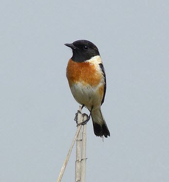 Common stonechat Adult,Aves,Birds,Old World Flycatchers,Muscicapidae,Perching Birds,Passeriformes,Chordates,Chordata,Europe,Wetlands,Animalia,Saxicola,Agricultural,Terrestrial,Scrub,Africa,Asia,Carnivorous,IUCN Red Li