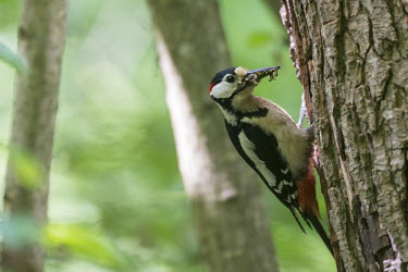 Great spotted woodpecker bringing insect food to young in nest hole Chordates,Chordata,Picidae,Woodpeckers,Piciformes,Woodpeckers and Flicker,Aves,Birds,Urban,Flying,Omnivorous,Dendrocopos,Common,Temperate,Arboreal,Europe,Animalia,major,IUCN Red List,Least Concern