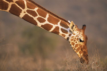 Reticulated giraffe browsing