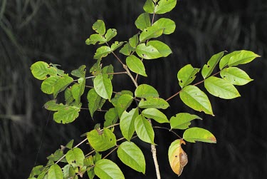 Pentapanax castanopsisicola Mature form,Leaves,Forest,Terrestrial,Magnoliopsida,Apiales,Tracheophyta,Plantae,Vulnerable,Araliaceae,Pentapanax,IUCN Red List,Photosynthetic,Asia