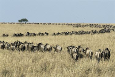 Blue wildebeest line moving through savannah Savanna,Species in habitat shot,Habitat,Social behaviour,Grassland,How does it live ?,Mammalia,Mammals,Even-toed Ungulates,Artiodactyla,Bovidae,Bison, Cattle, Sheep, Goats, Antelopes,Chordates,Chordat