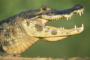 Jacar�/Pantanal caiman sunbathing (Caiman crocodilus yacare), Pantanal, Mato Grosso, Brazil Yacar� caiman,Caiman yacare,Alligatoridae,Aligators and Caimans,Reptilia,Reptiles,Chordates,Chordata,Crocodilia,Crocodilians,Yacare caiman,Yacar�,Caiman,Terrestrial,Appendix II,Lower Risk,Streams and