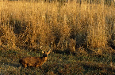 Barasingha/swamp deer stag