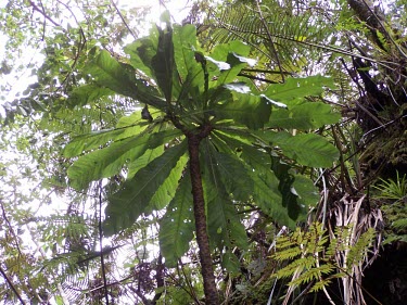 Cyanea procera crown Mature form,Campanulales,Plantae,Terrestrial,Cyanea,Magnoliopsida,IUCN Red List,Photosynthetic,Campanulaceae,North America,Tracheophyta,Critically Endangered