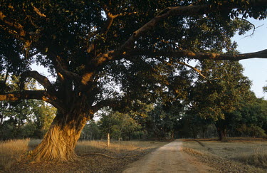 Peepal tree by track at last light