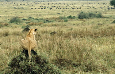 Lioness (Panthera leo) watching wildebeest prey (Connochaetes taurinus) from termite hill, Masai Mara National Reserve, Kenya Mammalia,Mammals,Even-toed Ungulates,Artiodactyla,Bovidae,Bison, Cattle, Sheep, Goats, Antelopes,Chordates,Chordata,Animalia,Cetartiodactyla,taurinus,Herbivorous,Desert,Least Concern,Africa,Semi-deser