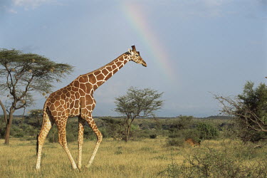 Reticulated giraffe on the move and rainbow