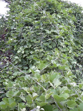 Jack bean, showing leaves Mature form,Leaves,Canavalia,Tracheophyta,Leguminosae,Terrestrial,pubescens,Magnoliopsida,North America,Forest,Fabales,Critically Endangered,Photosynthetic,Plantae,IUCN Red List