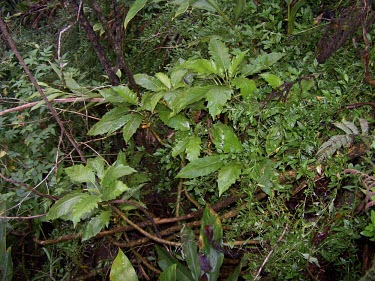 Cyanea dunbariae Mature form,Forest,Campanulalea,Campanulaceae,Tropical,Photosynthetic,Critically Endangered,Terrestrial,Magnoliopsida,Cyanea,Rainforest,Plantae,Tracheophyta,IUCN Red List,North America