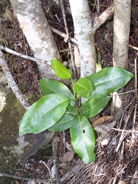 New alani shoot Mature form,Magnoliopsida,Sapindales,Melicope,Photosynthetic,Terrestrial,IUCN Red List,Tracheophyta,Forest,mucronulata,Critically Endangered,Plantae,North America,Rutaceae
