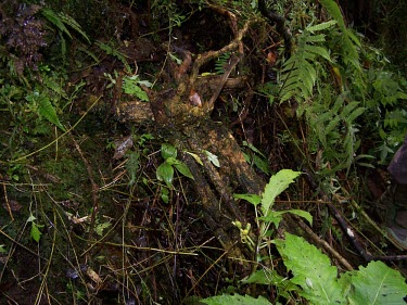 Base of Cyanea dunbariae plant Mature form,Forest,Campanulalea,Campanulaceae,Tropical,Photosynthetic,Critically Endangered,Terrestrial,Magnoliopsida,Cyanea,Rainforest,Plantae,Tracheophyta,IUCN Red List,North America