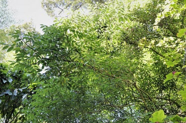 Pentapanax castanopsisicola Leaves,Mature form,Forest,Terrestrial,Magnoliopsida,Apiales,Tracheophyta,Plantae,Vulnerable,Araliaceae,Pentapanax,IUCN Red List,Photosynthetic,Asia