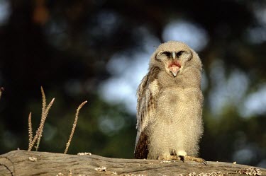 GIANT EAGLE OWL juvenile, calling What does it sound like ?,Fledgling,Owls,Strigiformes,True Owls,Strigidae,Aves,Birds,Chordates,Chordata,Forest,Terrestrial,Africa,Bubo,Carnivorous,Arboreal,Least Concern,lacteus,Animalia,IUCN Red List