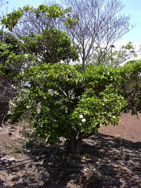Side view of a Hawaiian gardenia Conservation,Mature form,North America,Photosynthetic,Tracheophyta,Rubiaceae,Critically Endangered,Gardenia,Terrestrial,Plantae,Rubiales,brighamii,Magnoliopsida,Pacific,IUCN Red List