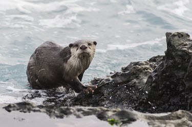 Cape Clawless Otter emerging from the sea Adult,Mammalia,Mammals,Weasels, Badgers and Otters,Mustelidae,Carnivores,Carnivora,Chordates,Chordata,Coastal,Animalia,Carnivorous,Terrestrial,Streams and rivers,Aonyx,Africa,Aquatic,Ponds and lakes,W