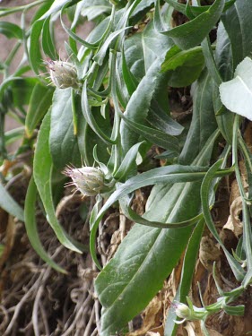 Centaurea wendelboi leaves and buds Leaves,Mature form,Flower,Not Evaluated,Tracheophyta,Centaurea,Plantae,Terrestrial,Asterales,Photosynthetic,Asia,Magnoliopsida,Asteraceae,IUCN Red List