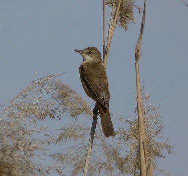 Great reed-warbler, rear view Adult,Aves,Birds,Old World Warblers, Gnatcatchers,Sylviidae,Chordates,Chordata,Perching Birds,Passeriformes,Terrestrial,Animalia,Asia,Least Concern,Wetlands,Africa,Ponds and lakes,Acrocephalus,Carnivo