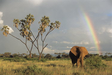 African elephant with rainbow and doum palm