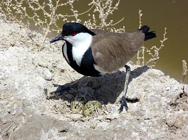 Spur-winged lapwing protecting eggs Adult,Chordates,Chordata,Aves,Birds,Ciconiiformes,Herons Ibises Storks and Vultures,Charadriidae,Lapwings, Plovers,Vanellus,Charadriiformes,Aquatic,Flying,Agricultural,Europe,Coastal,Asia,Wetlands,Lea