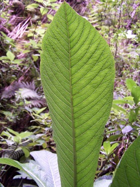 Cyanea procera leaf Leaves,Campanulales,Plantae,Terrestrial,Cyanea,Magnoliopsida,IUCN Red List,Photosynthetic,Campanulaceae,North America,Tracheophyta,Critically Endangered