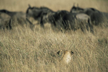 Lioness watching wildebeest prey Mammalia,Mammals,Even-toed Ungulates,Artiodactyla,Bovidae,Bison, Cattle, Sheep, Goats, Antelopes,Chordates,Chordata,Animalia,Cetartiodactyla,taurinus,Herbivorous,Desert,Least Concern,Africa,Semi-deser
