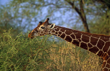 Reticulated giraffe browsing