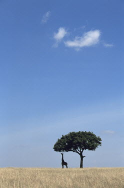 Maasai giraffe under lone tree