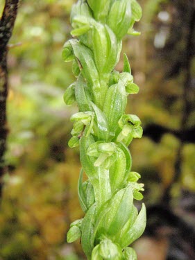 Hawaii bog orchid, close up Mature form,Tracheophyta,Platanthera,Plantae,Orchidaceae,Photosynthetic,Terrestrial,Orchidales,Not Evaluated,Liliopsida,Wetlands,North America