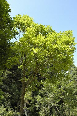 Cinnamomum kanahirae Mature form,Lauraceae,Plantae,Cinnamomum,Forest,Photosynthetic,IUCN Red List,Asia,Endangered,Laurales,Magnoliopsida,Terrestrial,Tracheophyta