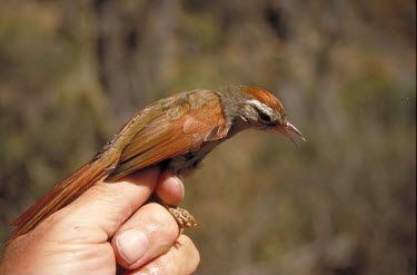 Bolivian spinetail being held and vocalising Song,What does it sound like ?,Endangered,IUCN Red List,Chordata,South America,Forest,Cranioleuca,Terrestrial,Furnariidae,Passeriformes,Aves,Animalia,Flying