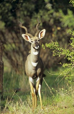 Lesser kudu buck Adult,Adult Male,Chordates,Chordata,Bovidae,Bison, Cattle, Sheep, Goats, Antelopes,Even-toed Ungulates,Artiodactyla,Mammalia,Mammals,Near Threatened,Terrestrial,Africa,Tragelaphus,Animalia,Cetartiodac