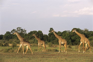 Maasai giraffes on the move Even-toed Ungulates,Artiodactyla,Chordates,Chordata,Mammalia,Mammals,Giraffidae,Giraffes,Terrestrial,Africa,Cetartiodactyla,Savannah,Herbivorous,Endangered,camelopardalis,Animalia,Giraffa,Least Concer
