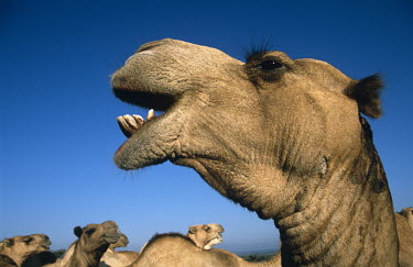 Somali camels (Camelus dromedarius) Laikipia District, Kenya Mammalia,Mammals,Chordates,Chordata,Even-toed Ungulates,Artiodactyla,Camelidae,Camels
