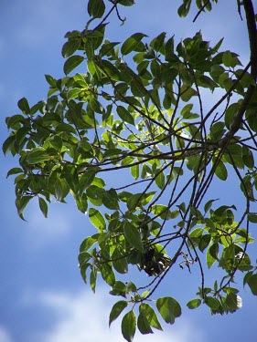 Bobea sandwicensis leaves Mature form,Rubiaceae,Grassland,Terrestrial,Photosynthetic,Bobea,Mountains,Magnoliopsida,Tracheophyta,Plantae,Vulnerable,North America,IUCN Red List,Rubiales
