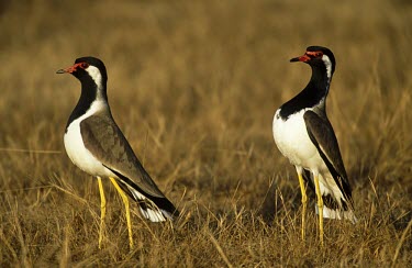 RED-WATTLED LAPWINGS Social behaviour,How does it live ?,Charadriiformes,Animalia,Least Concern,Omnivorous,Flying,Wetlands,Grassland,Agricultural,Aves,Vanellus,Terrestrial,Charadriidae,indicus,Asia,Chordata,Aquatic,IUCN R