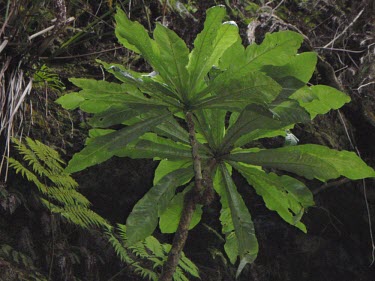 Cyanea procera Mature form,Campanulales,Plantae,Terrestrial,Cyanea,Magnoliopsida,IUCN Red List,Photosynthetic,Campanulaceae,North America,Tracheophyta,Critically Endangered
